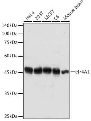 Western Blot: eIF4A1 Antibody [NBP3-04718] - Western blot analysis of extracts of various cell lines, using eIF4A1 antibody (NBP3-04718) at 1:1000 dilution. Secondary antibody: HRP Goat Anti-Rabbit IgG (H+L) at 1:10000 dilution. Lysates/proteins: 25ug per lane. Blocking buffer: 3% nonfat dry milk in TBST. Detection: ECL Basic Kit. Exposure time: 180s.